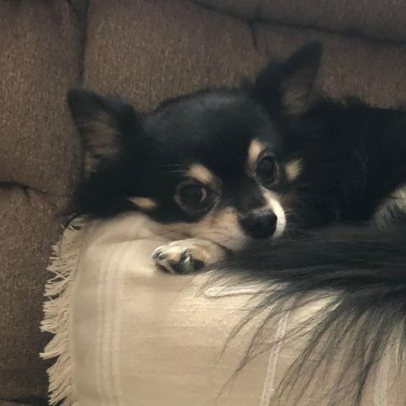 Meet your Posher, Dorothy - Picture 1 of 1